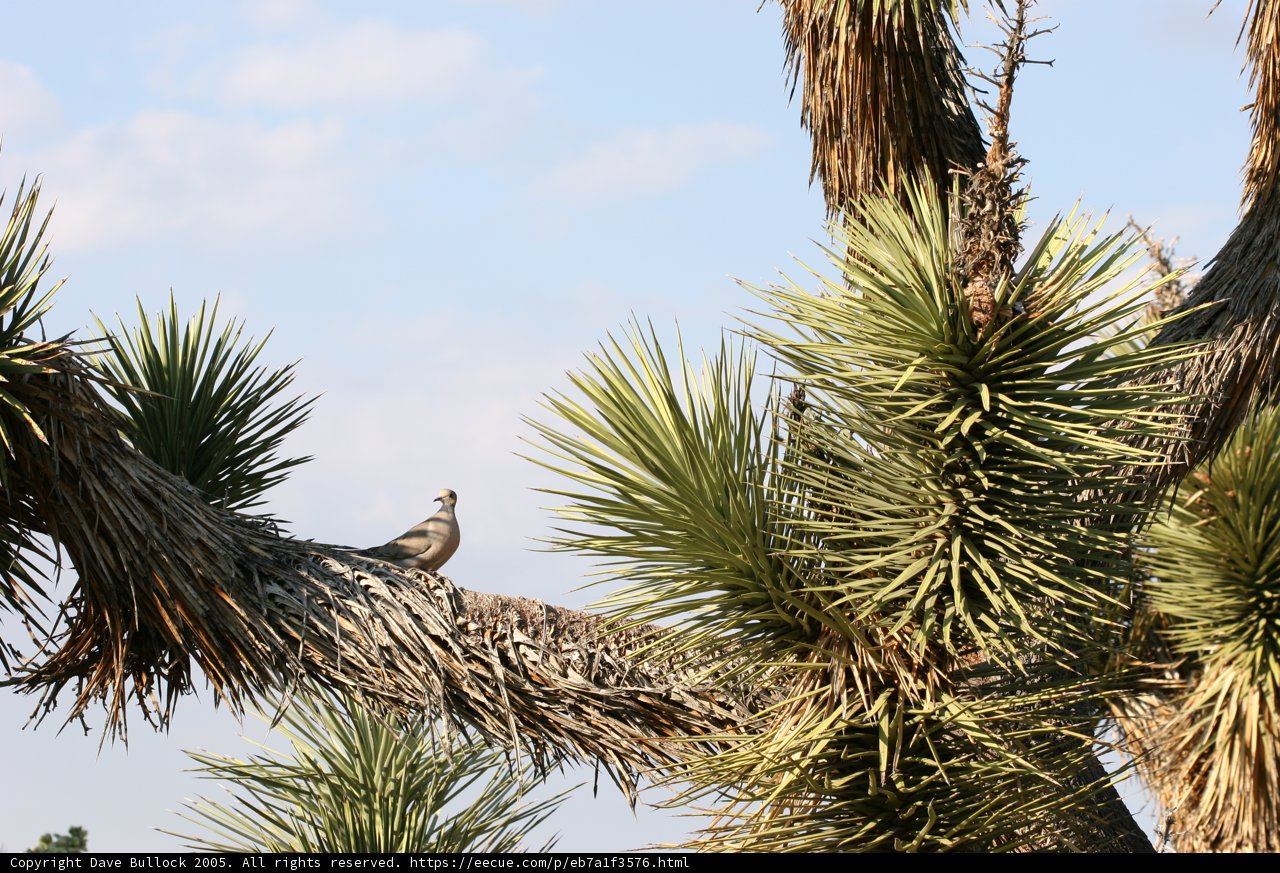 Perched atop a Tree Branch