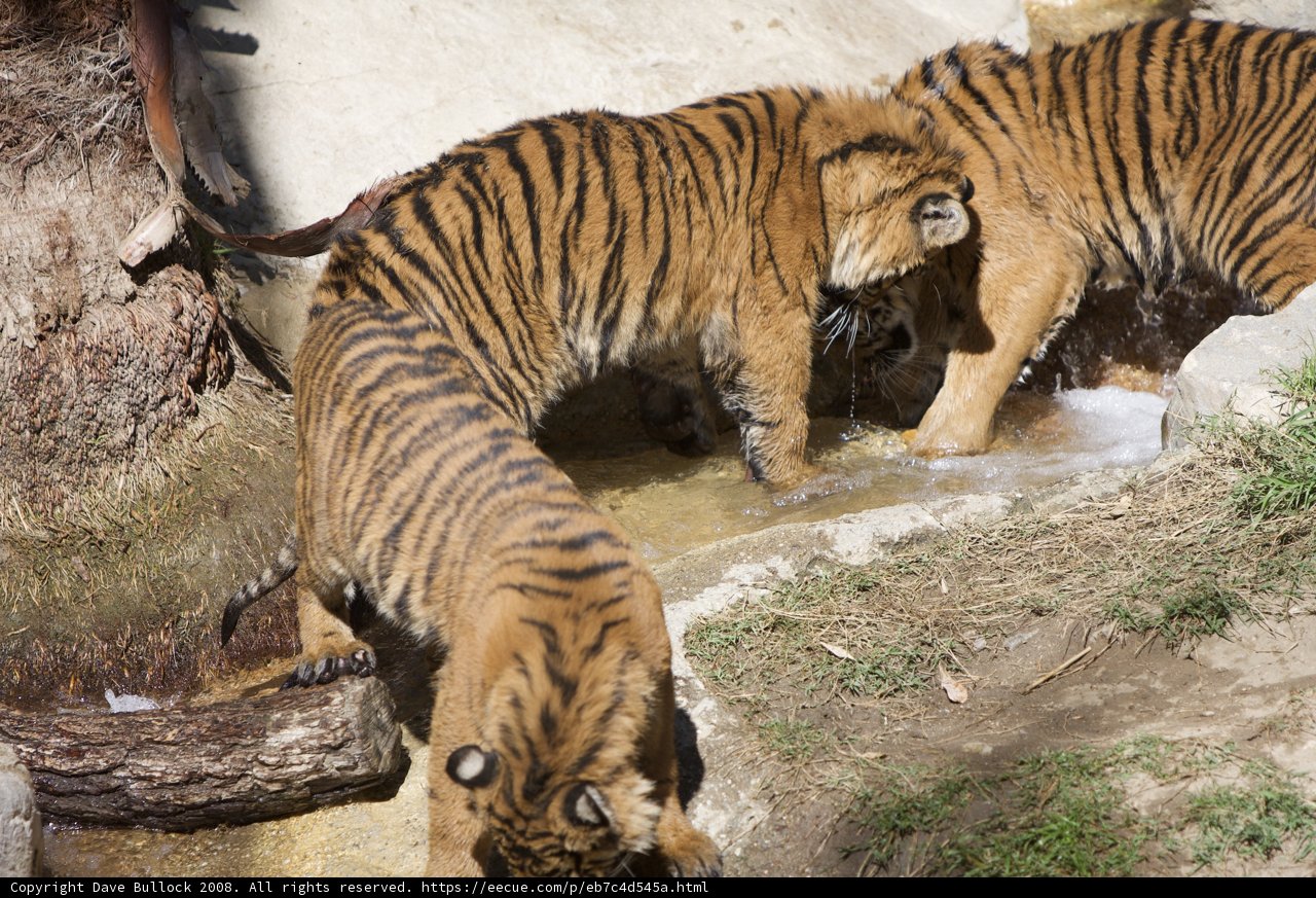 Three Majestic Tigers Quench Their Thirst