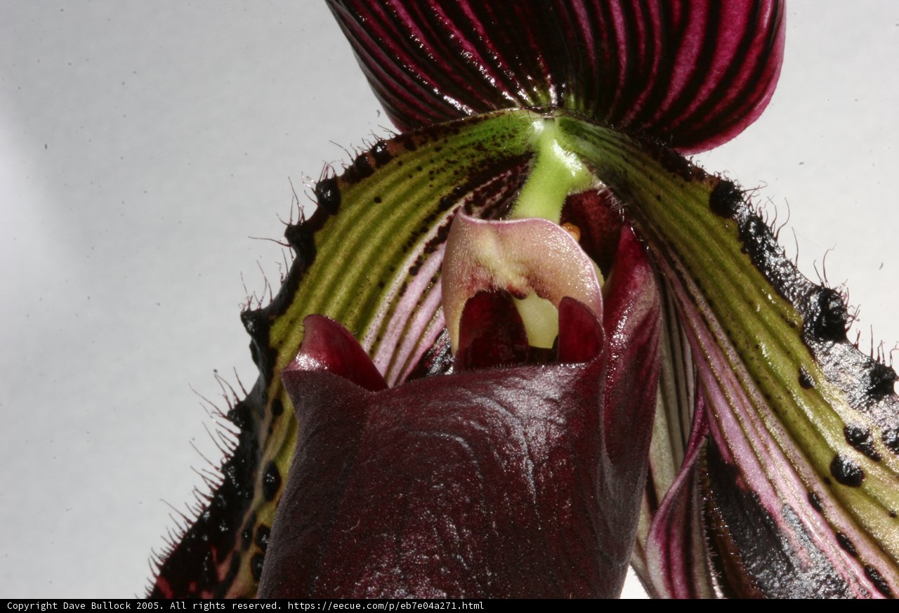 Majestic Purple Orchid