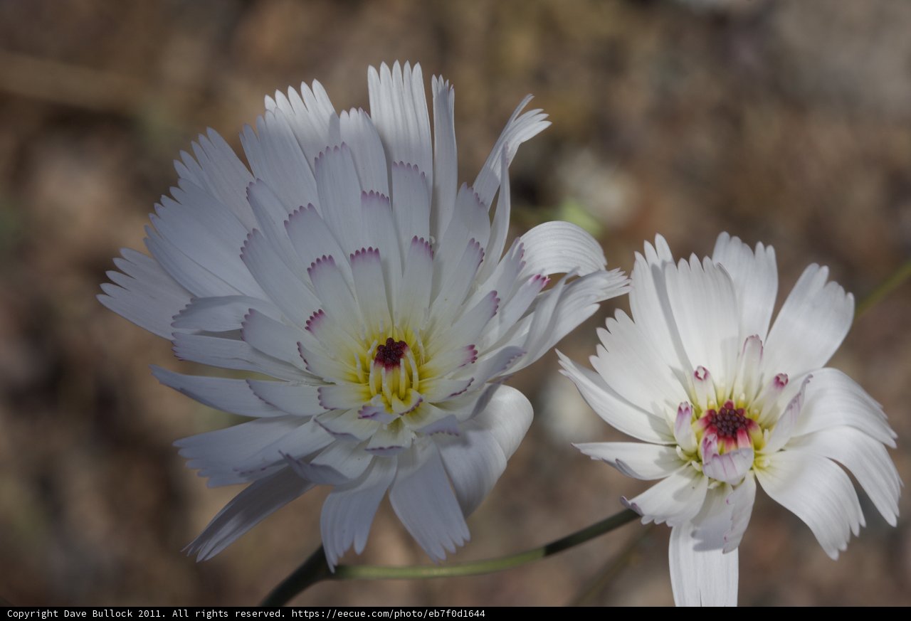 Sunny Blooms