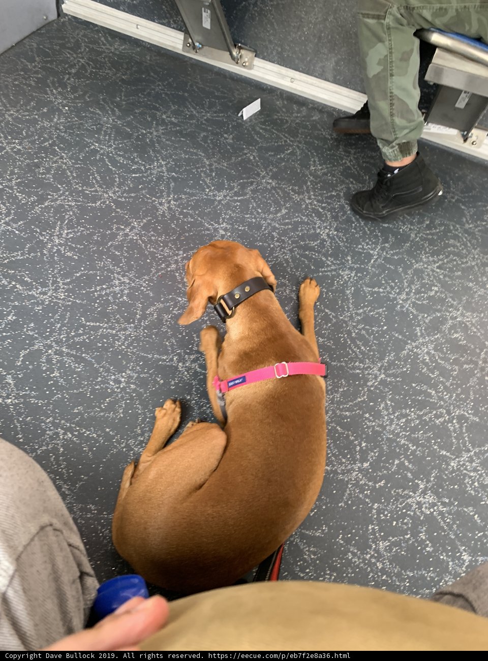 Train Ride with a Furry Companion