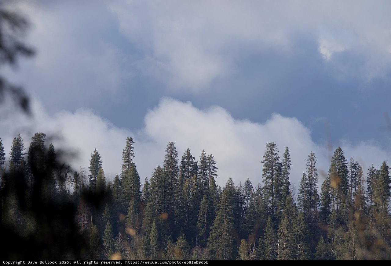 Misty Forest Canopy Under Winter Clouds in Yosemite