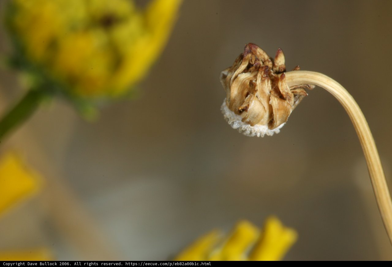 The Last Bloom