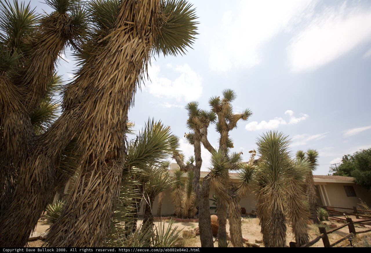 A Forest of Joshua Trees