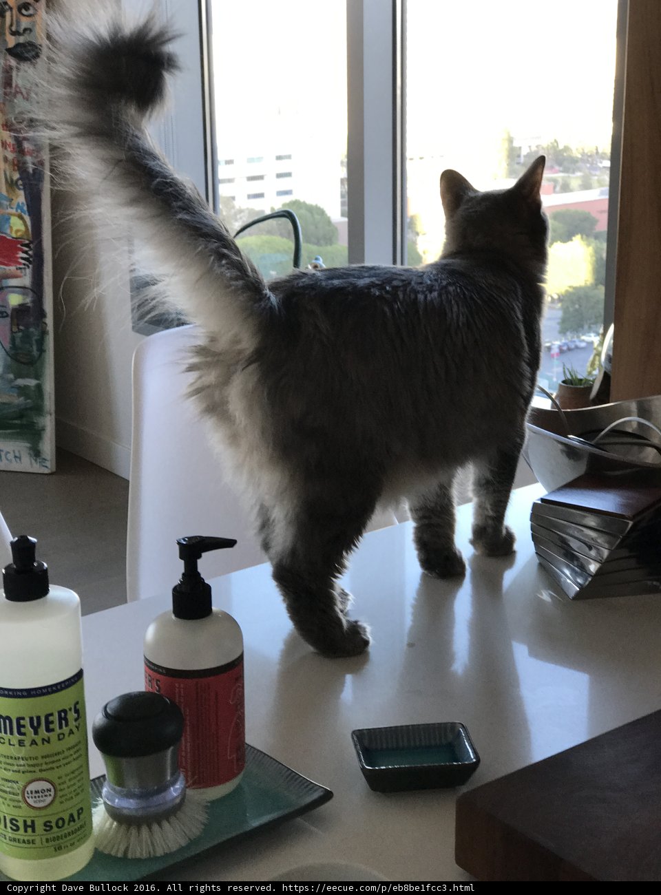 The Mischievous Cat and the Shampoo Bottle