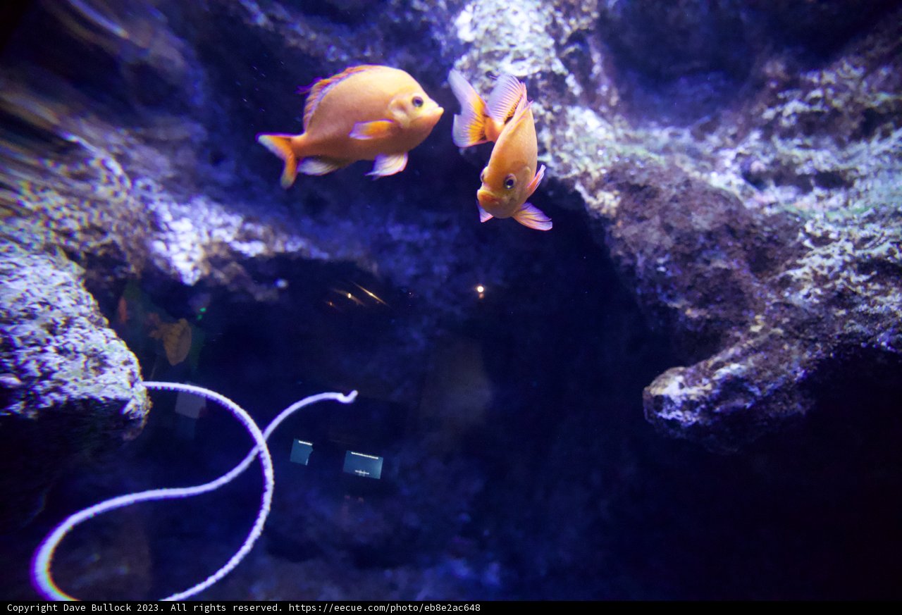 Synchronized Swimmers - Dual Clownfish Encounter