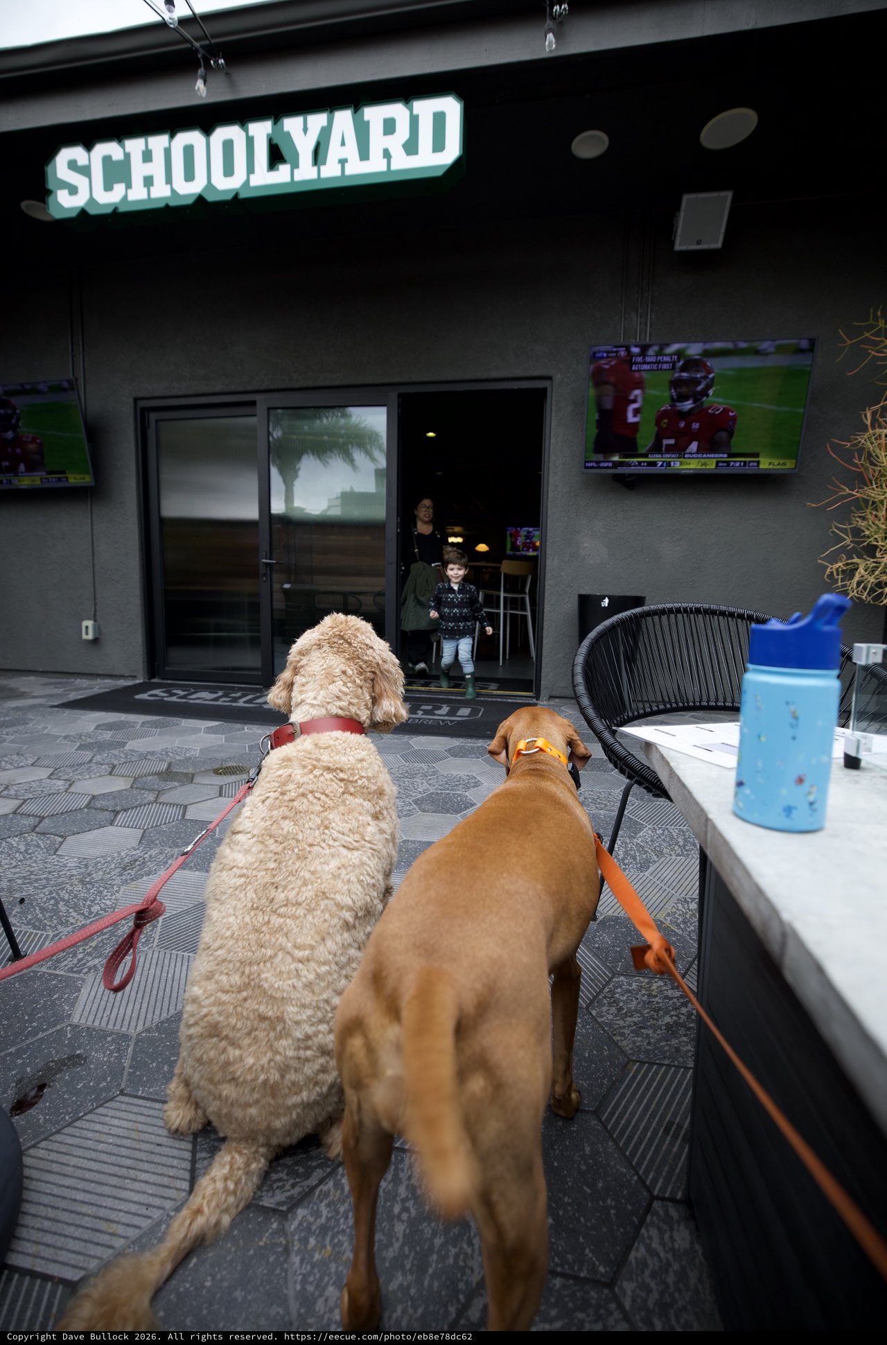 Two Dogs Watching Child at Schoolyard Entrance