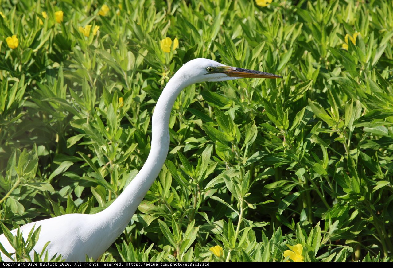 Great Egret Hunting in Wildflower Meadow
