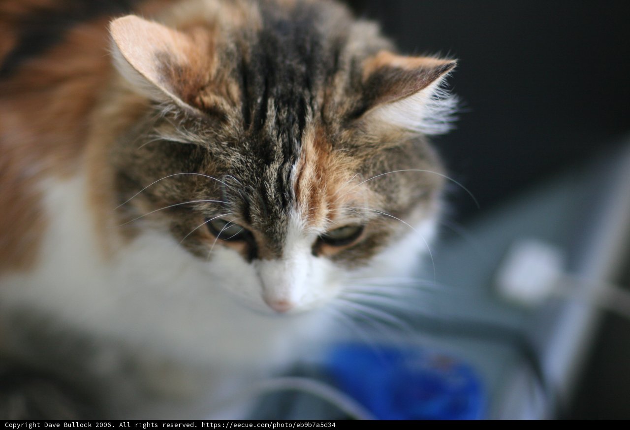 Feline Curiosity