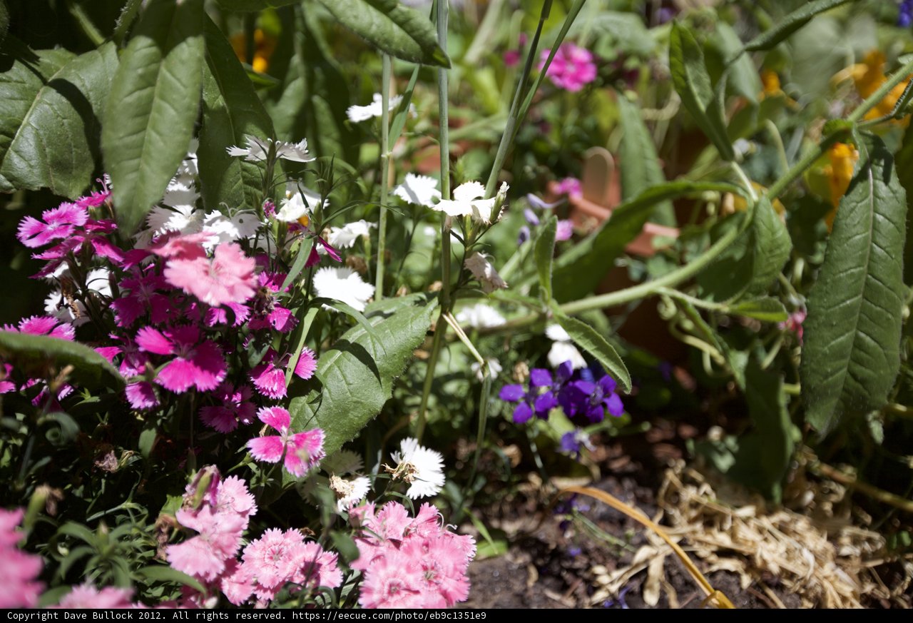 Garden of Geraniums