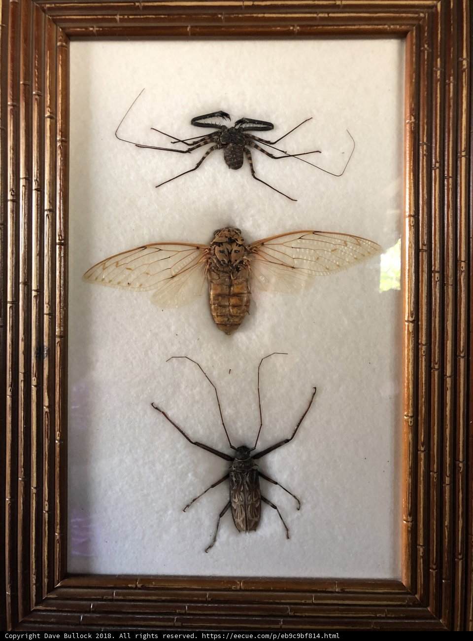 Arthropod Art