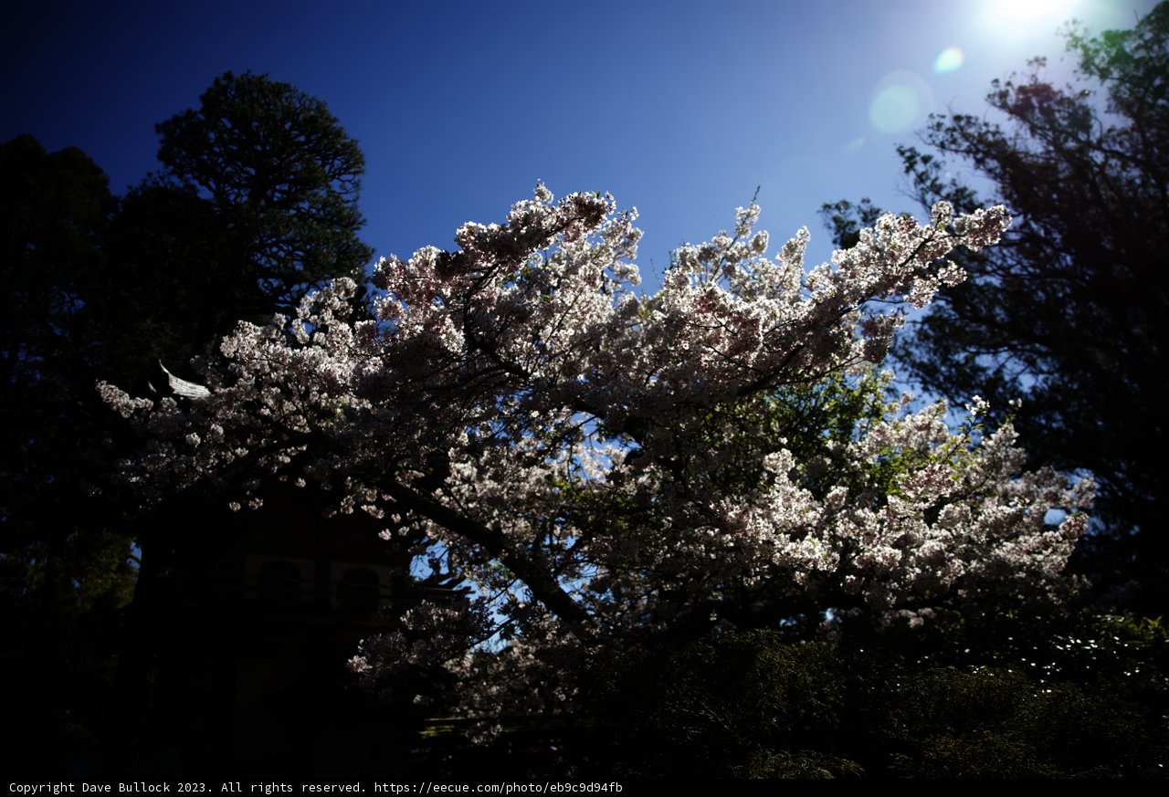 Cherry Blossom Splendor at the Japanese Tea Garden