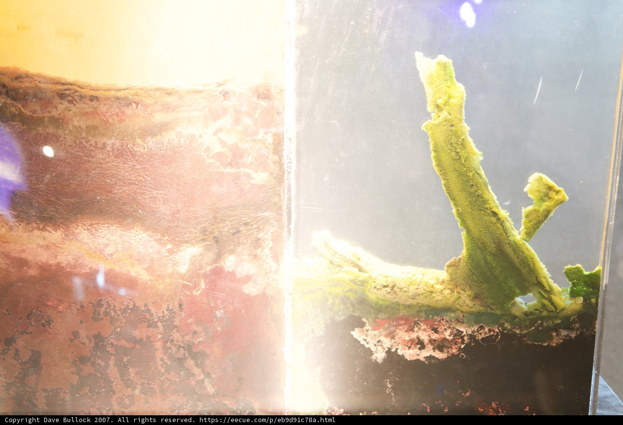 Aquatic Plant in Glass Container