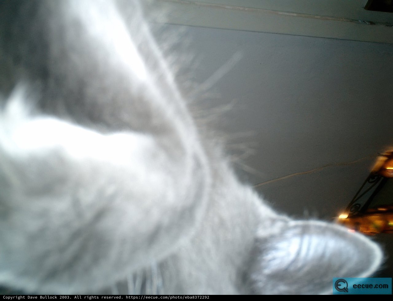 Feline Features up Close
