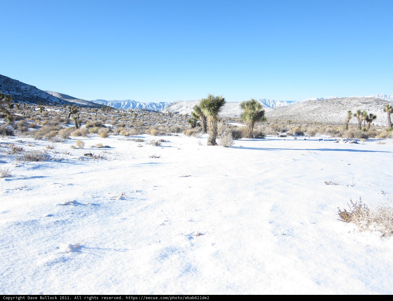 Winter Wonderland in the Desert