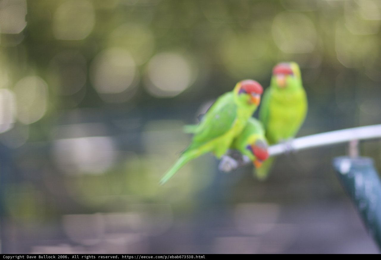 Feathered Duo