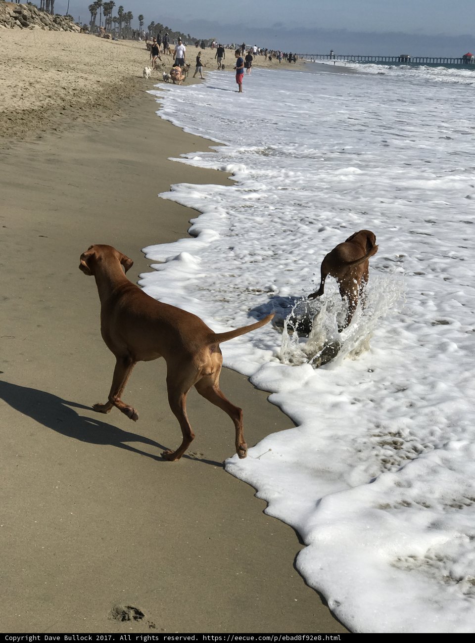 Canine Fun at Huntington Dog Beach