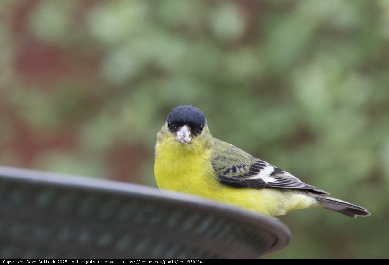 Feathered Jewel in Focus