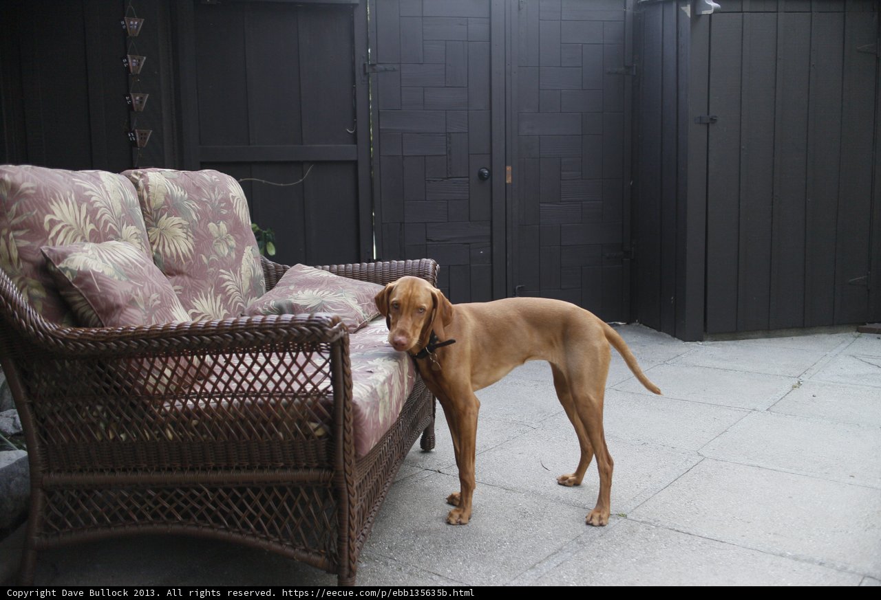 The Ultimate Relaxed Canine in his Domain
