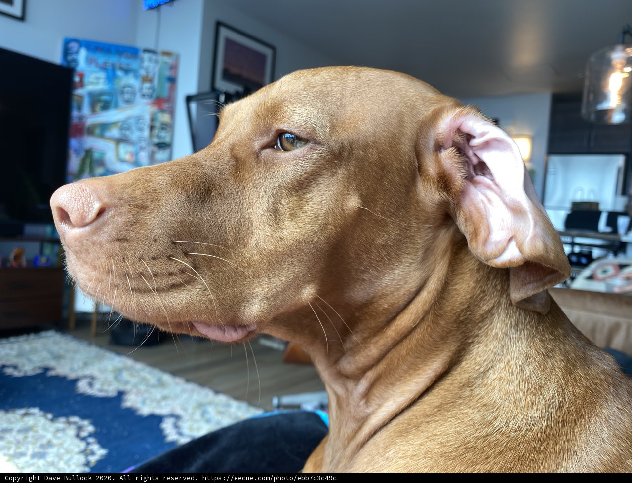 Big-Headed Vizsla Takes Center Stage in Living Room Frame