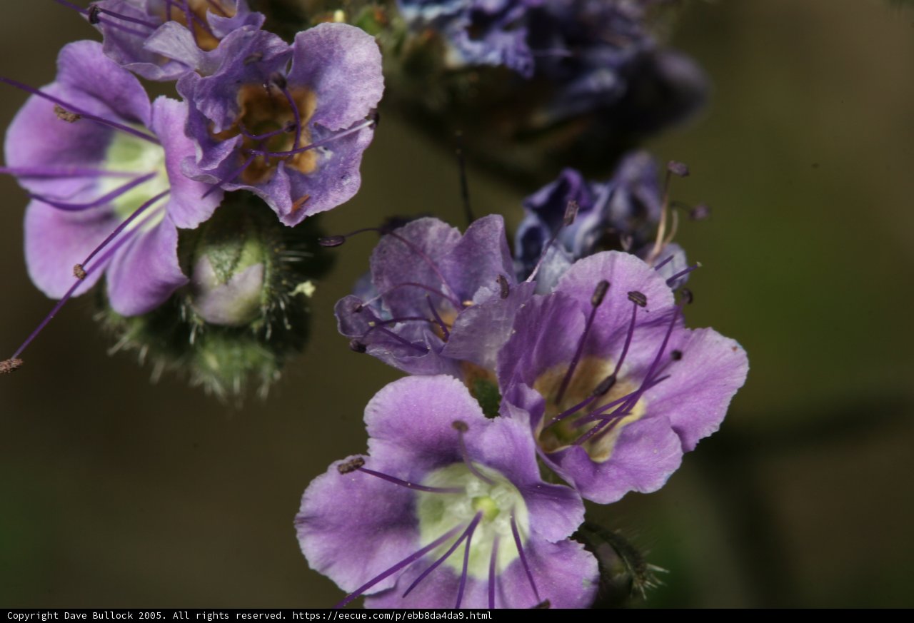 Tranquil Geraniums