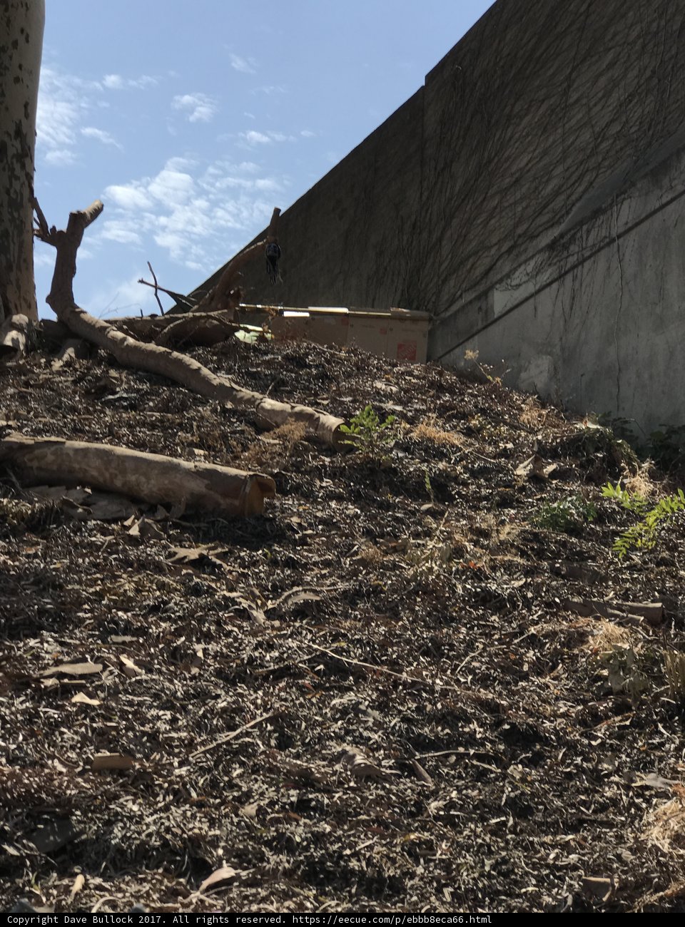 Aftermath of a Hillside Cleanup