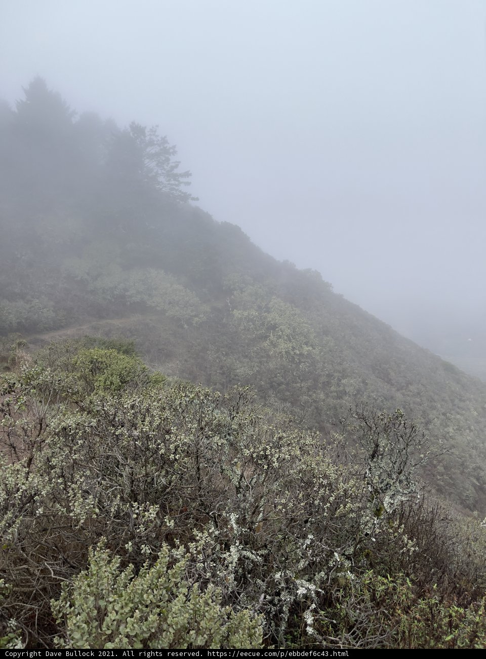 Misty Hillside in Marin Headlands