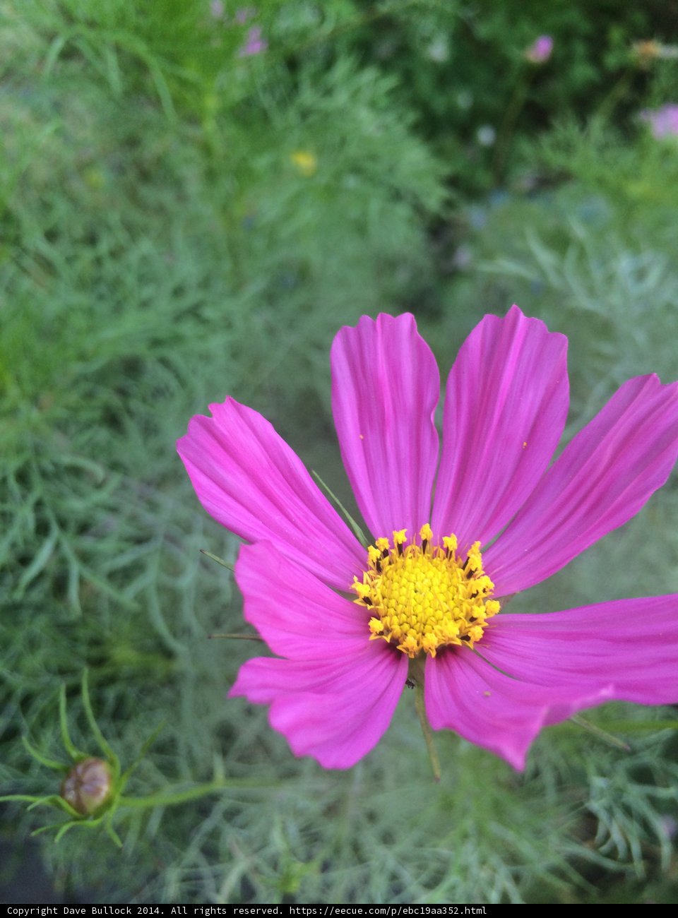 Purple Cosmos in Altadena Garden