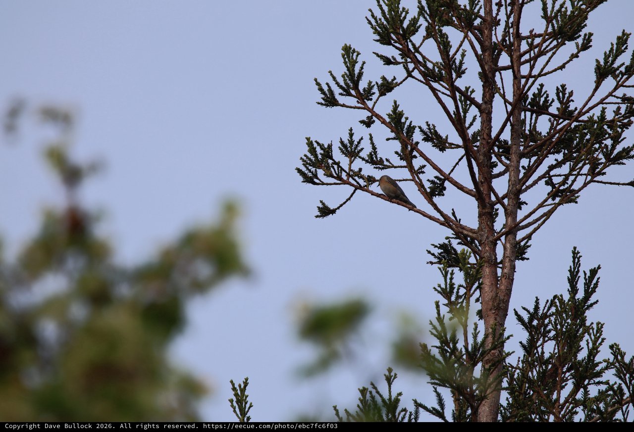 Solitary Bird Perched on Bare Conifer Branch
