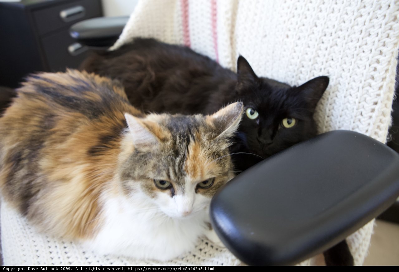 Cozy Cats on a Cushion Chair