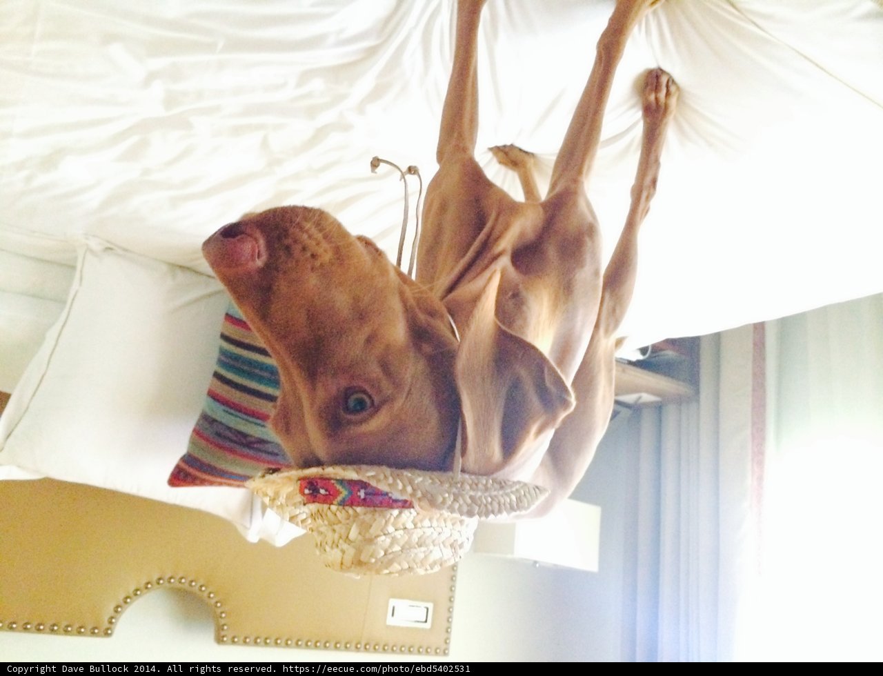 Dog Just Chillin' in a Straw Hat and Bedding