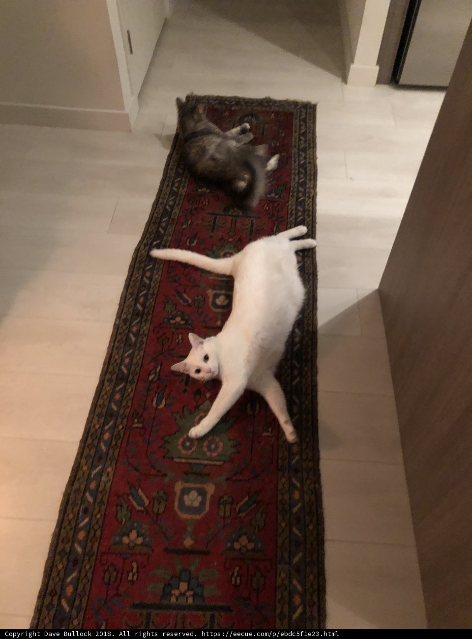 Feline Floor Fellows