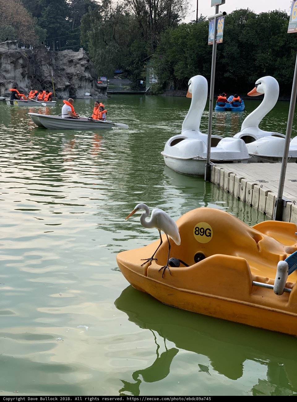 Ducks in a Quiet Pond