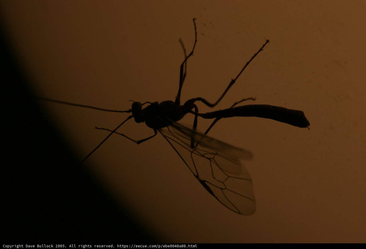 Mosquito Silhouette