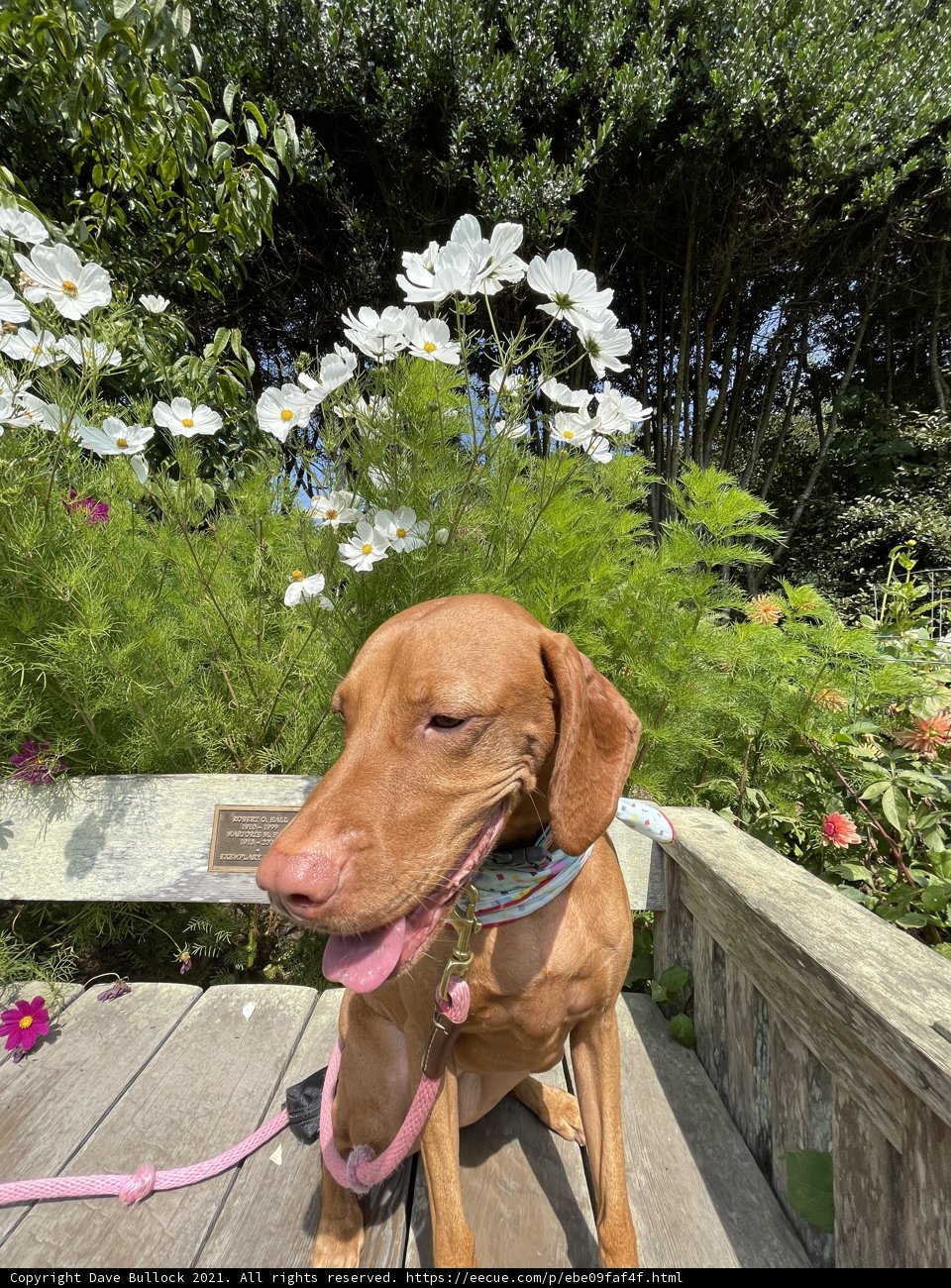 Summer vibes with my furry friend