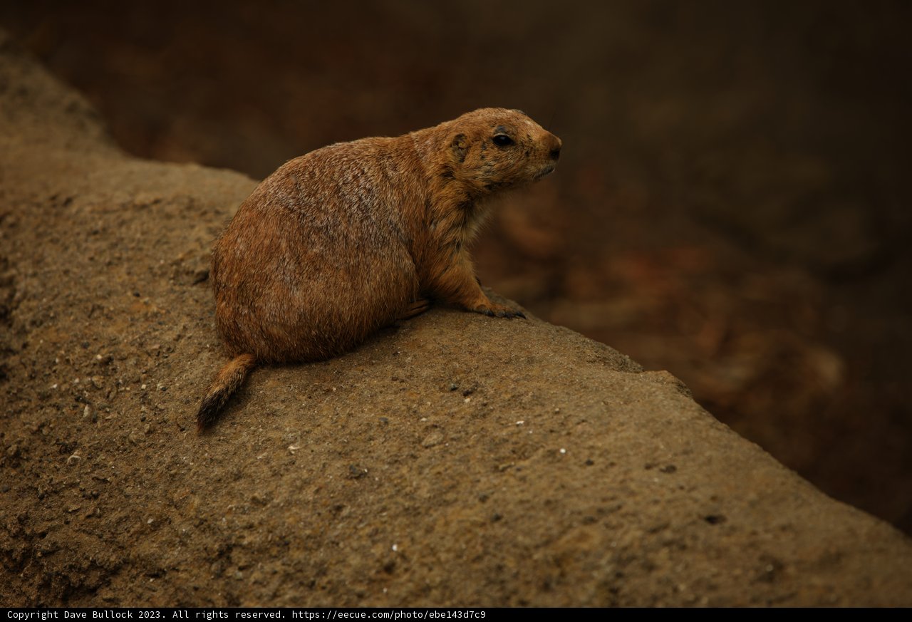 Majestic Mammal at The SF Zoo