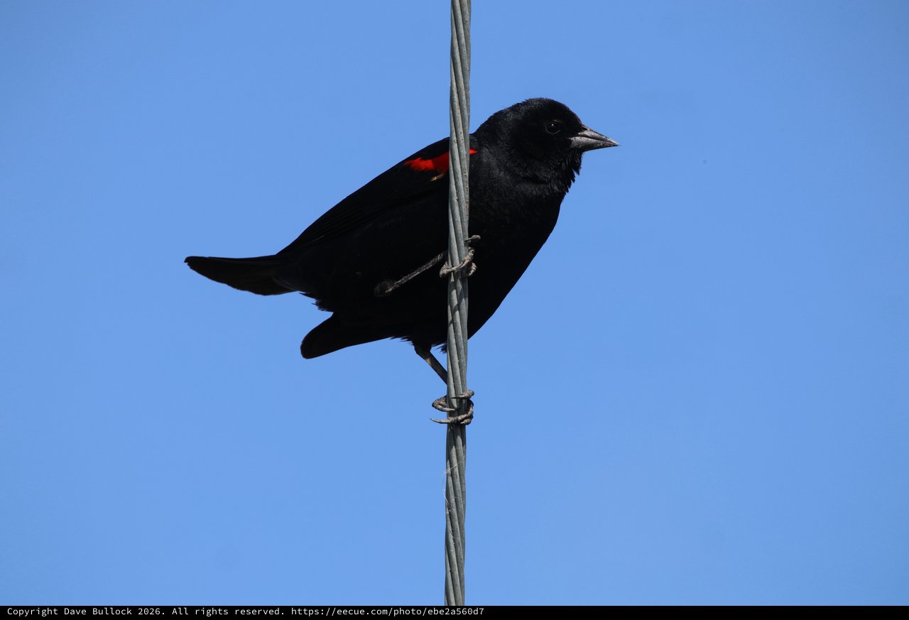 Red-Winged Blackbird Perched on Wire Against Clear Sky