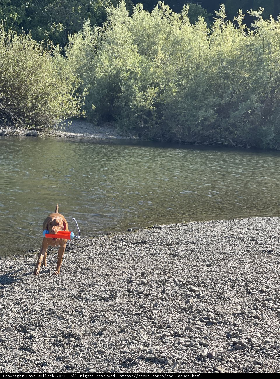 Water Playtime with Man's Best Friend