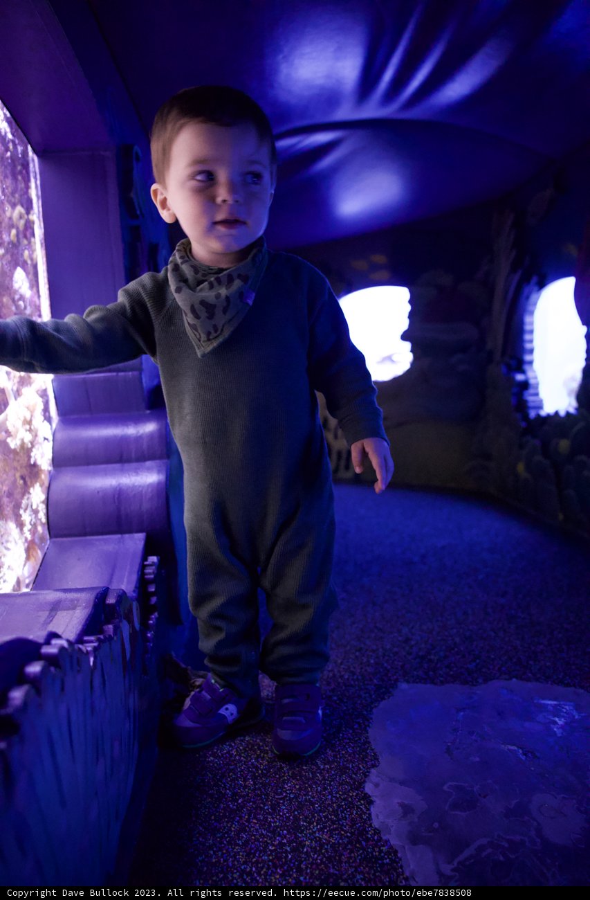 A Child's Wonder at Monterey Bay Aquarium