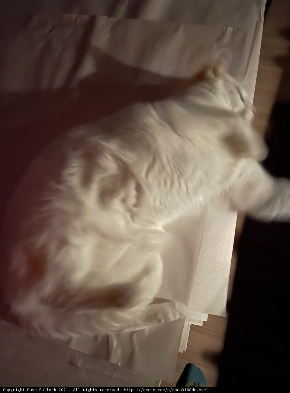 Lazy Days with a White Cat