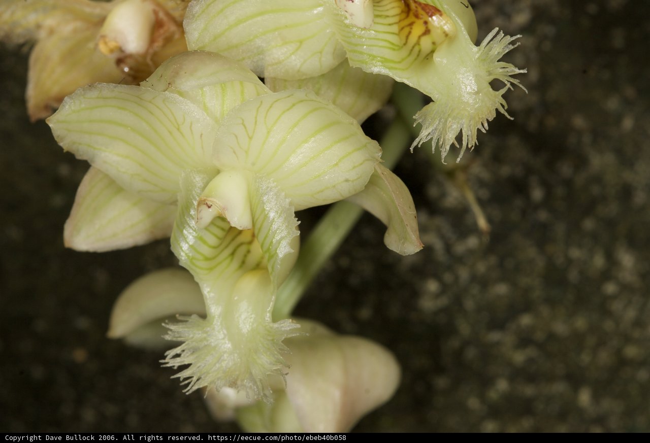 Orchid Blossom in Fiji
