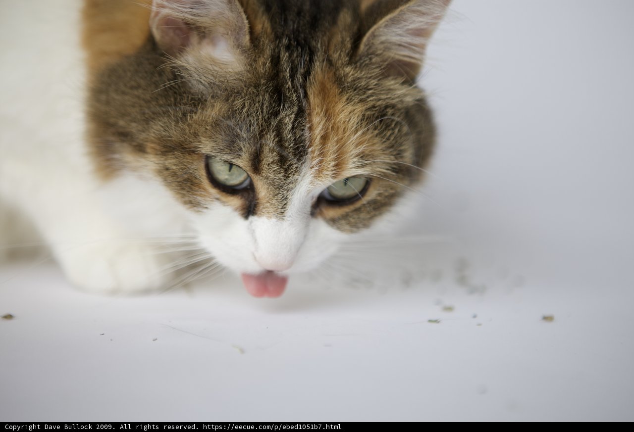 Feline Tongue Bath