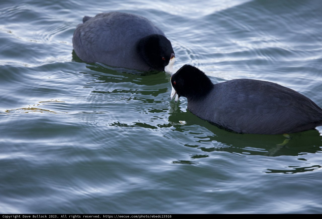 Duo in the Deep - The Merced Lake Black Ducks