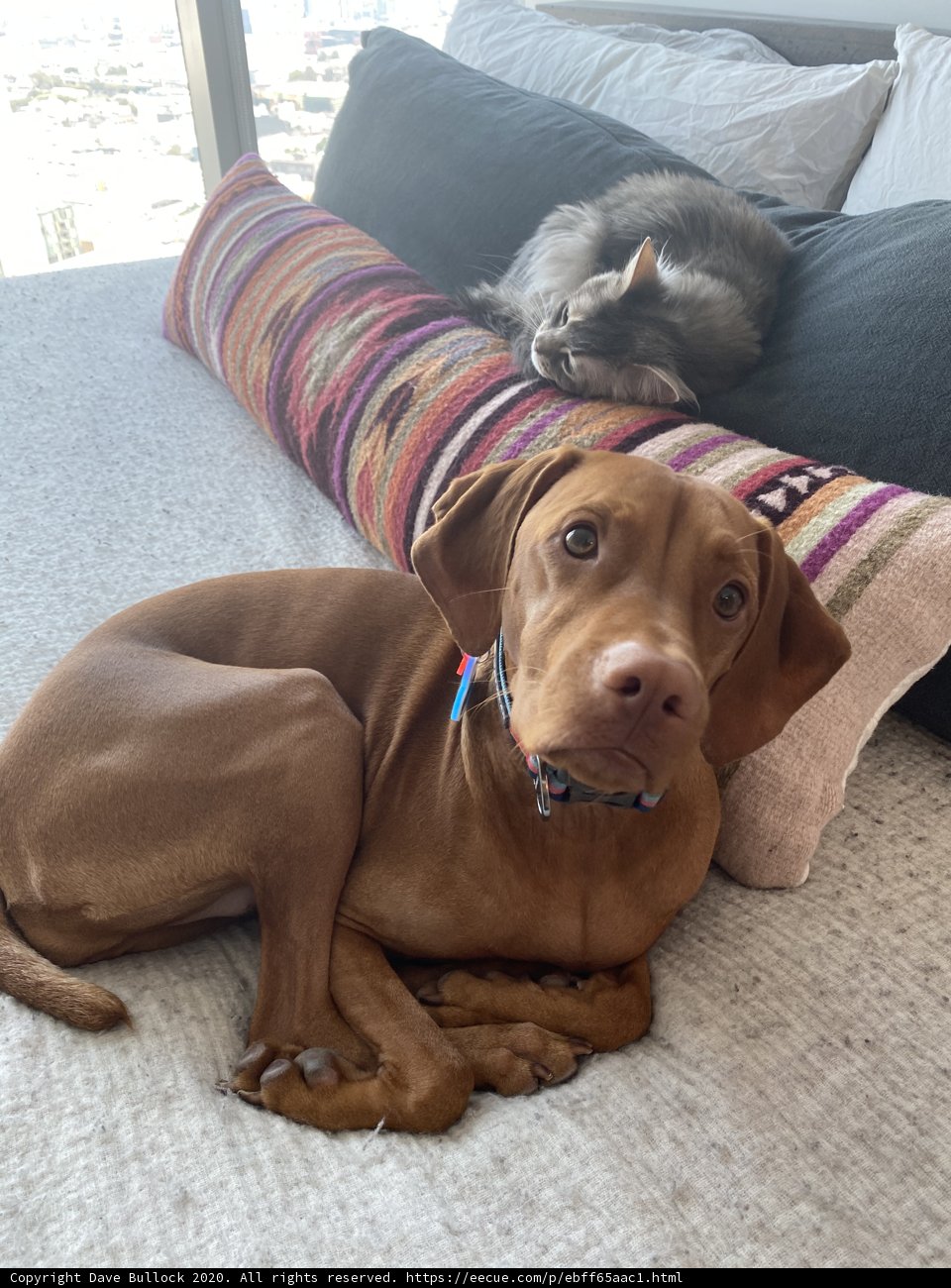 Cozy Companions