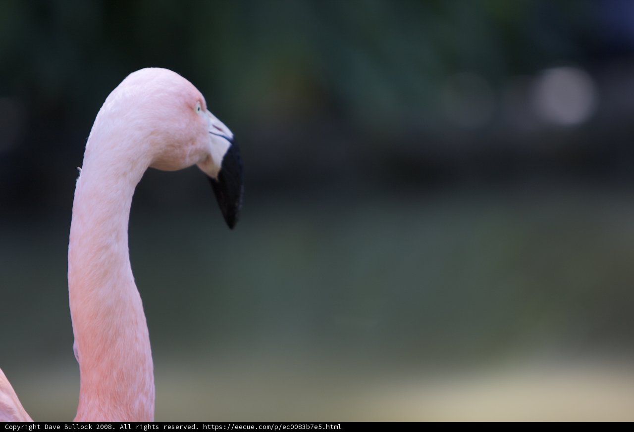 A Fiery Flamingo's Beak