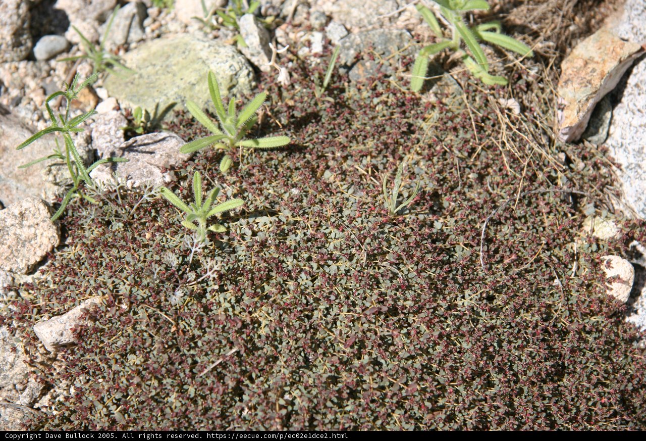 Lone Growth in the Wilderness