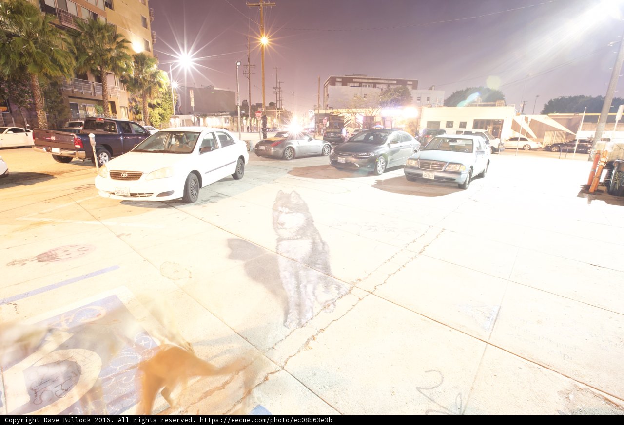 Nighttime Stroll with Furry Friend