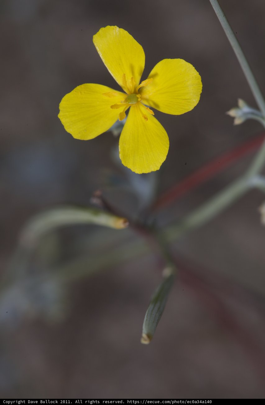 The Golden Geranium