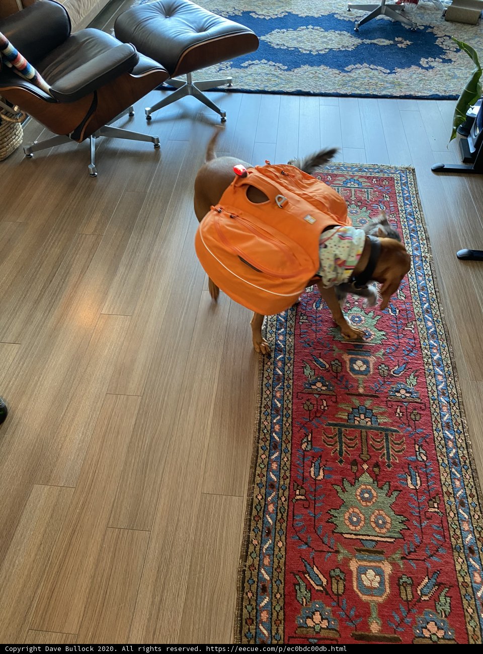 Pumpkin Pup on Hardwood