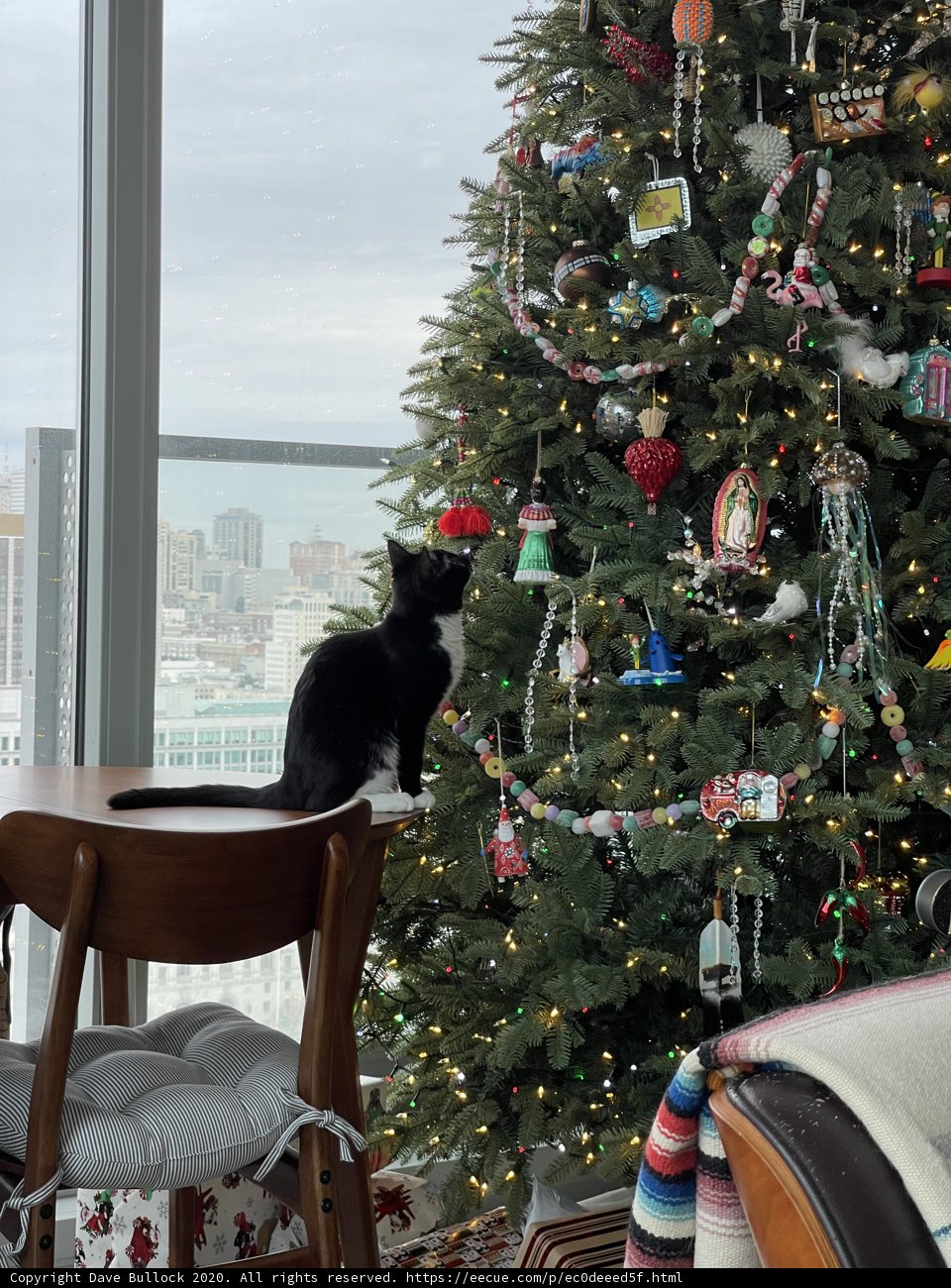 Feline Festivities